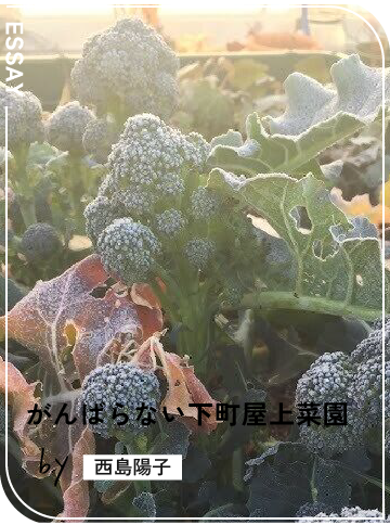 がんばらない下町屋上菜園