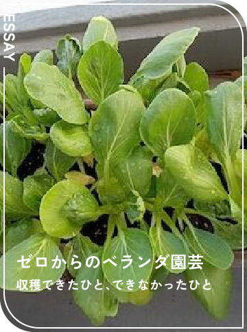 収穫できたひと、できなかったひと