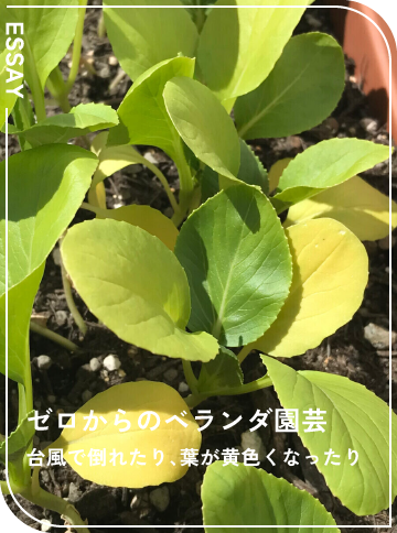 台風で倒れたり、葉が黄色くなったり