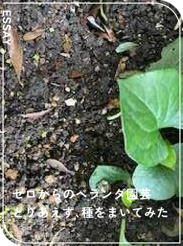 とりあえず、種をまいてみた