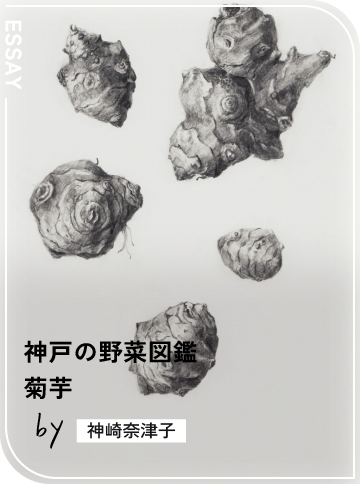 菊芋