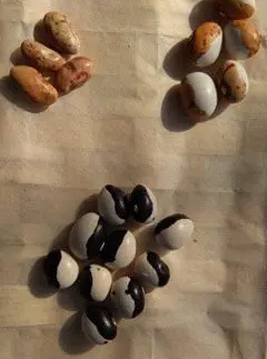 どうにかこうにか育ったマメの話