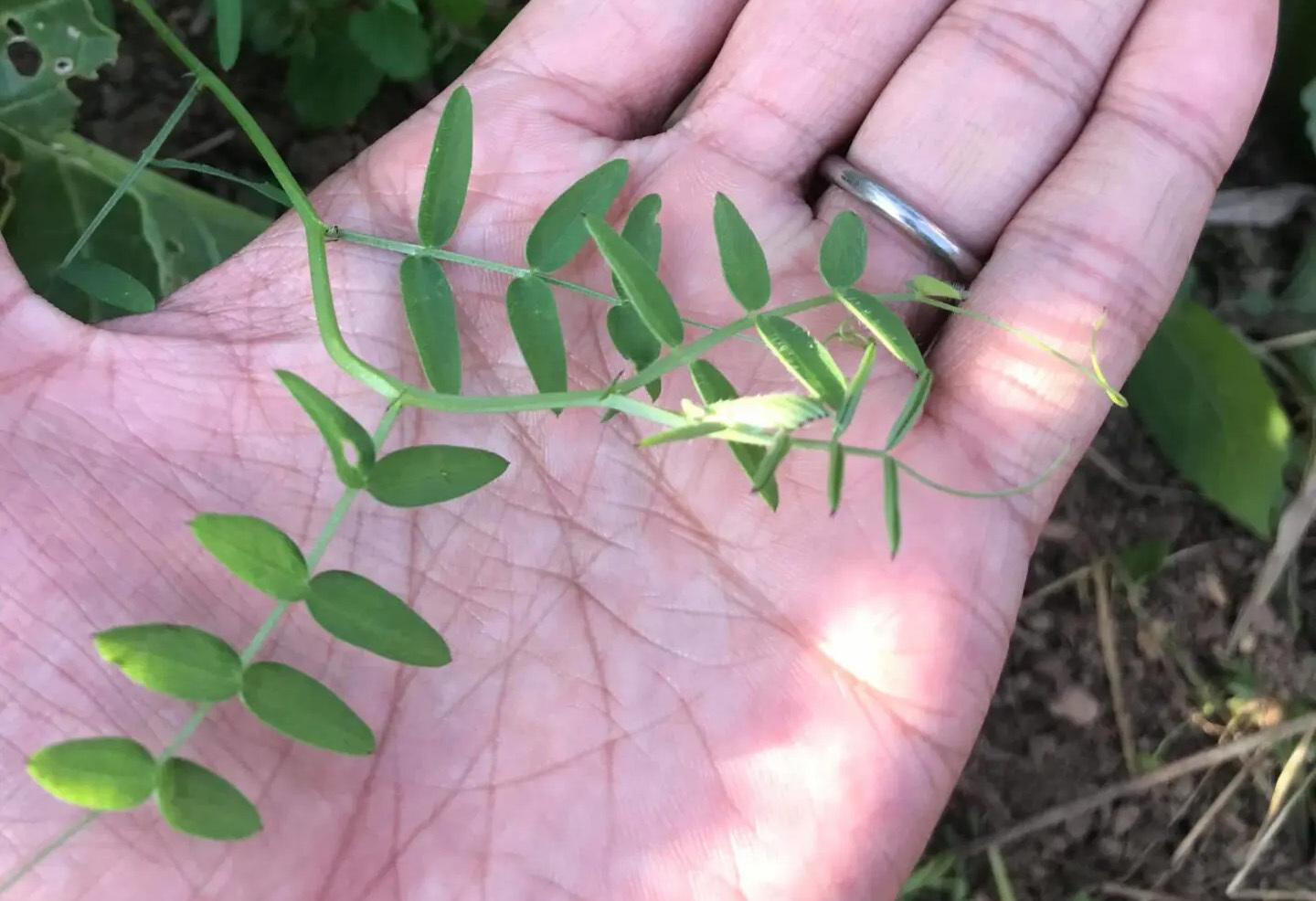 畑に生える雑草のチカラ