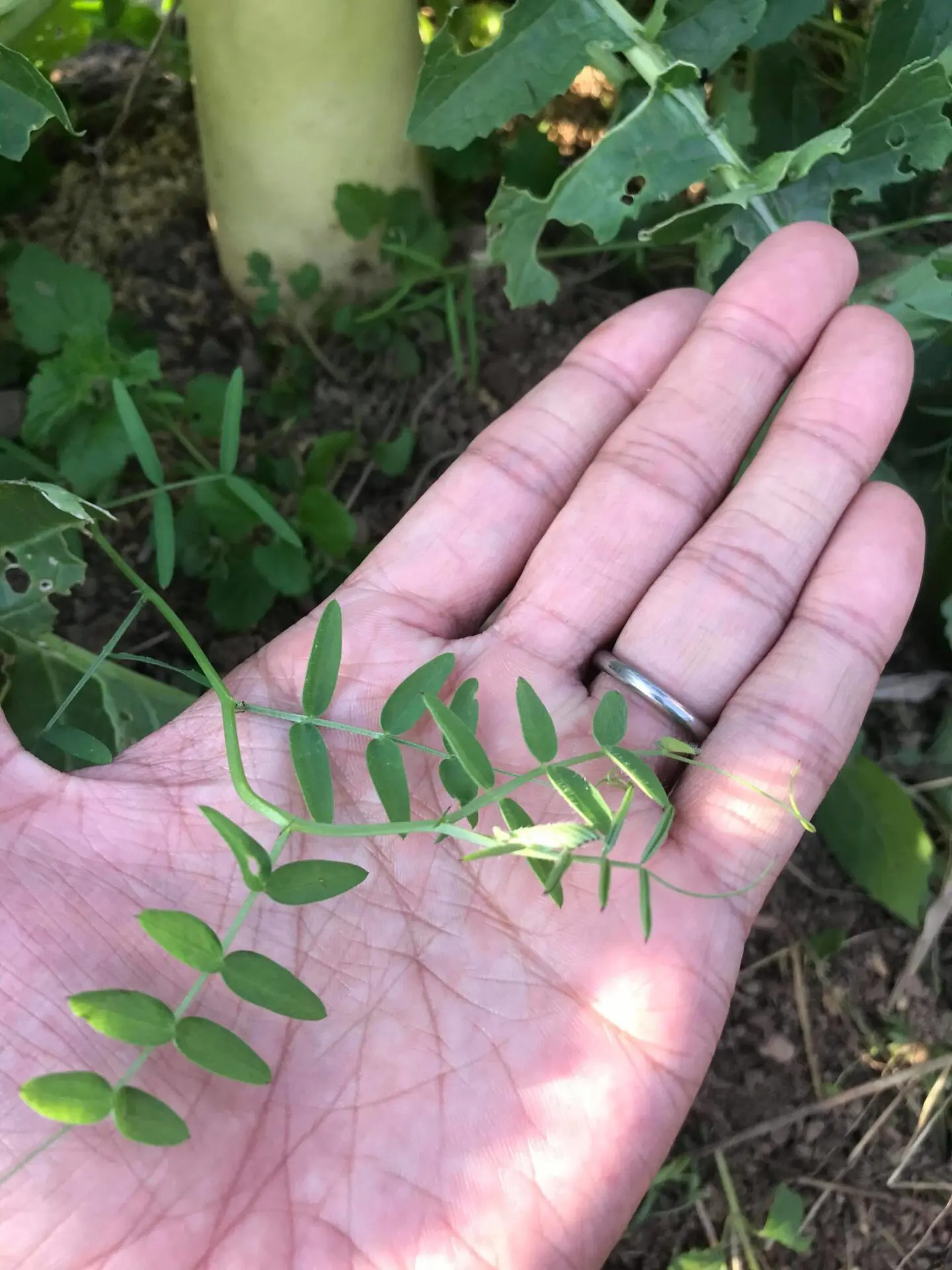 畑に生える雑草のチカラ
